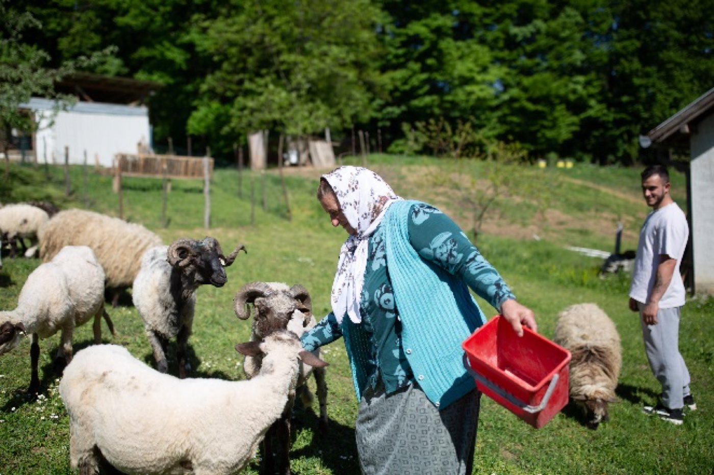 Umija stands in a field feeding a small flock of sheep, with her son behind her.